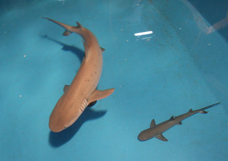 刚出生的鲨鱼图片