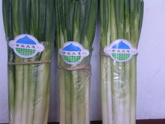 章丘大葱